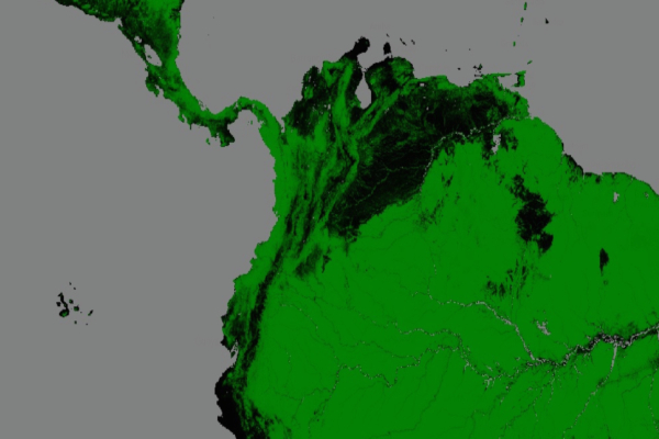 Global Forest Change