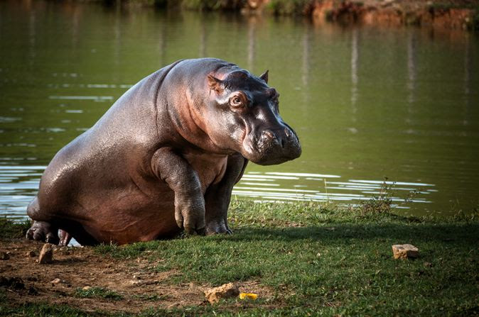 Hipopotamos colombia