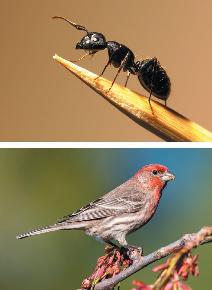 Hormigas y pájaros