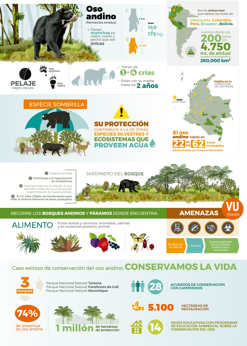 INFOGRAFIA OSO2