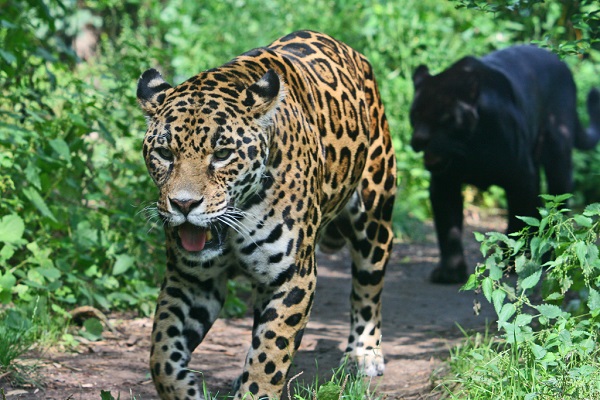 JAGUAR Córdoba600
