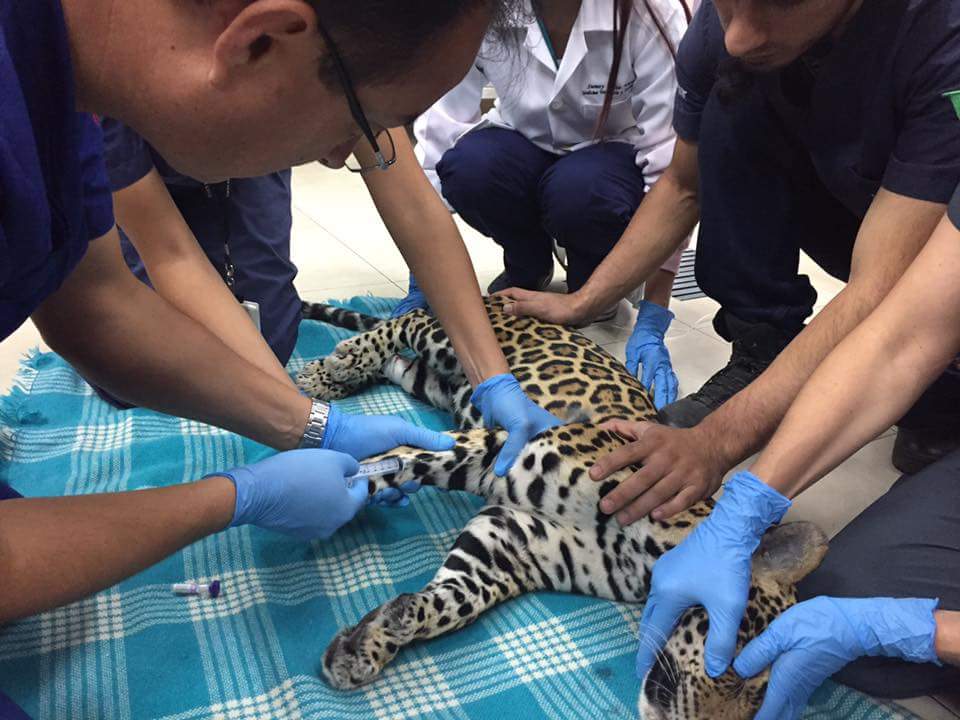 JAGUAR 3