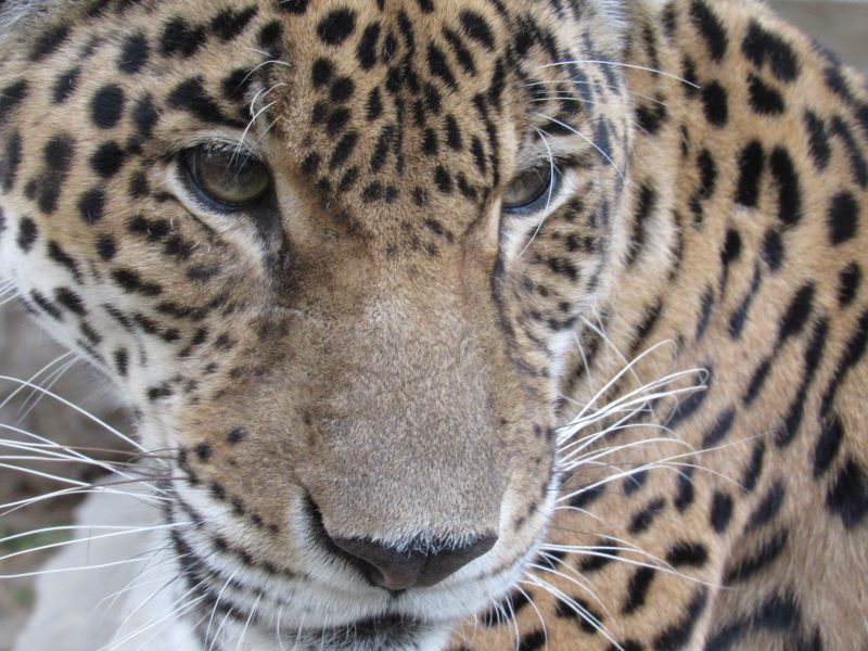 Jaguar copia