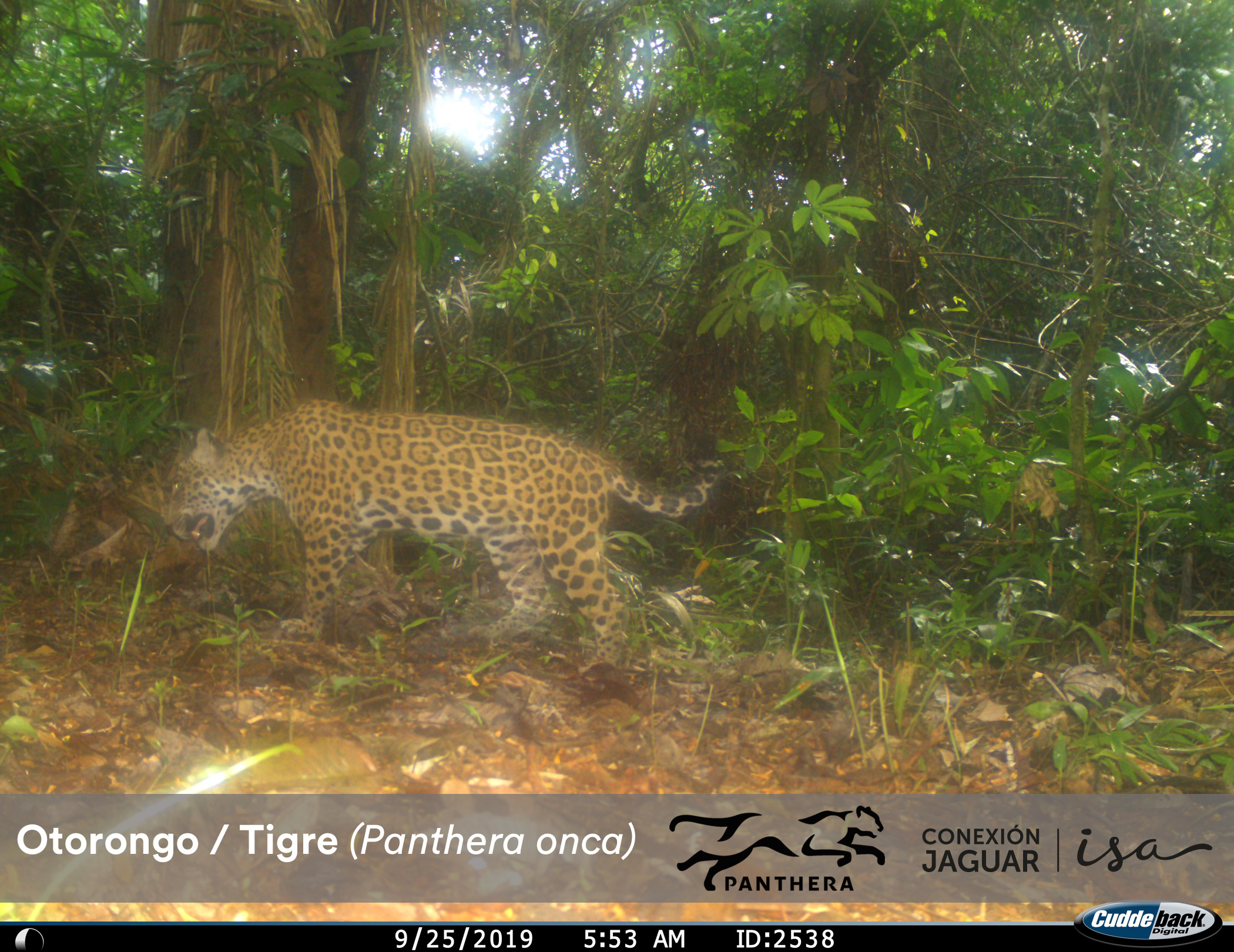 Jaguar Otorongo Pantera onca