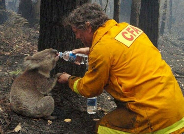 Koala Incendio