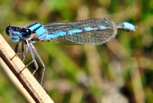 LIBELULA 3