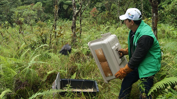 LIBERACIÓN GAVILANES 5