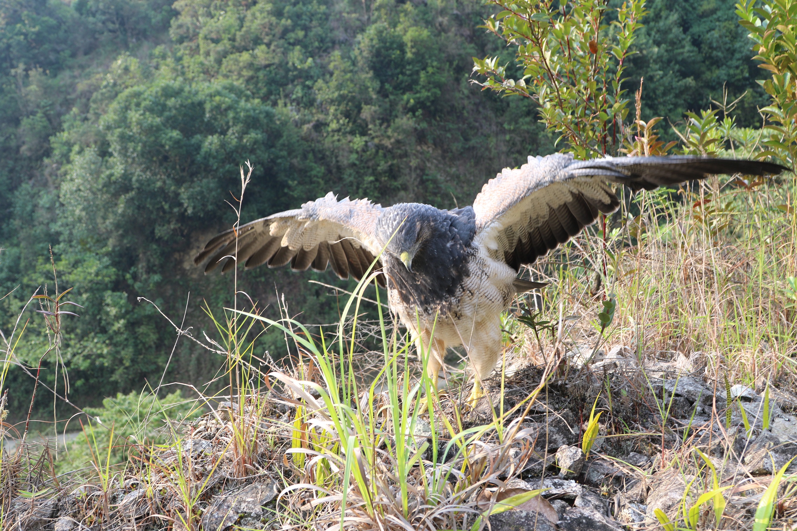 LIBERACIÓN ÁGUILA DE PÁRAMO 4