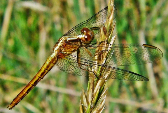 Libelula 2