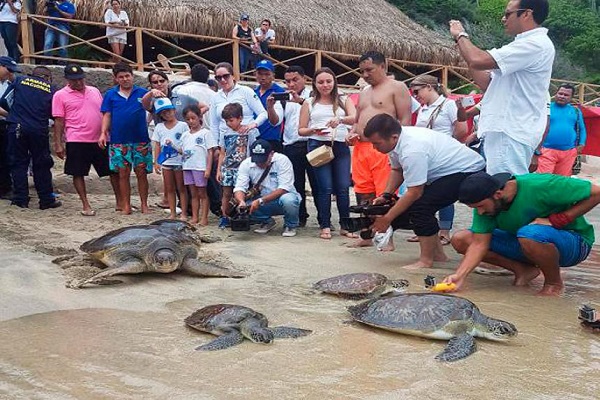 Liberación de tortugas Santa Marta 1