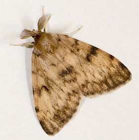 Lymantria dispar MHNT Fronton Male