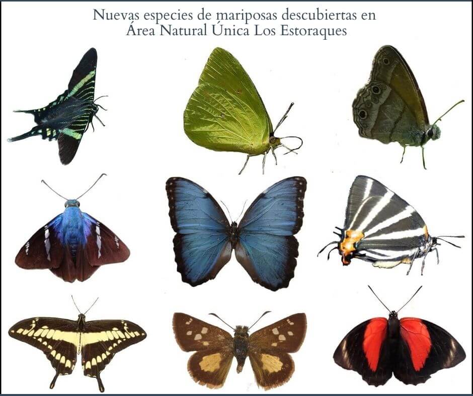 MARIPOSAS ESTORAQUESs