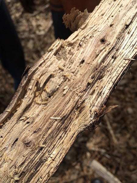 Madera infectada con termitas