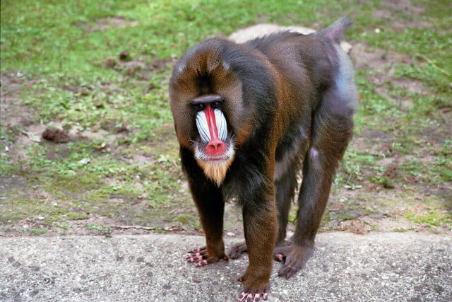 Mandril 