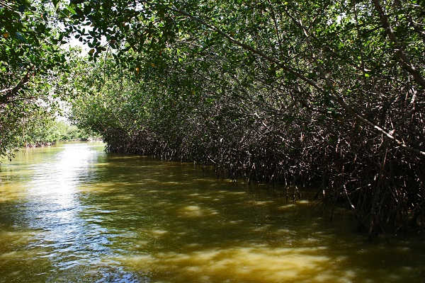 Manglar 1 600