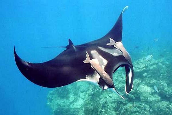 Mantarraya