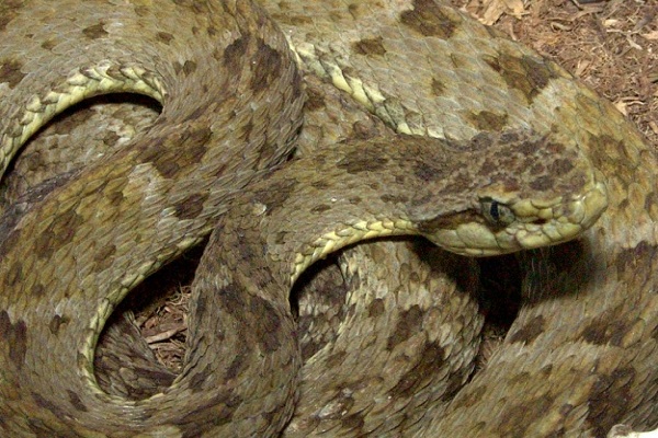 Mapaná Atlantico