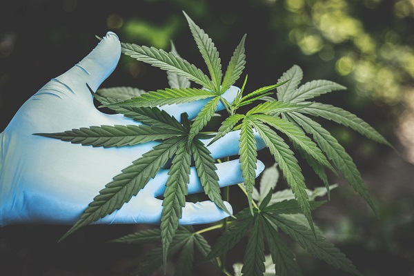 Marihuana medicinal