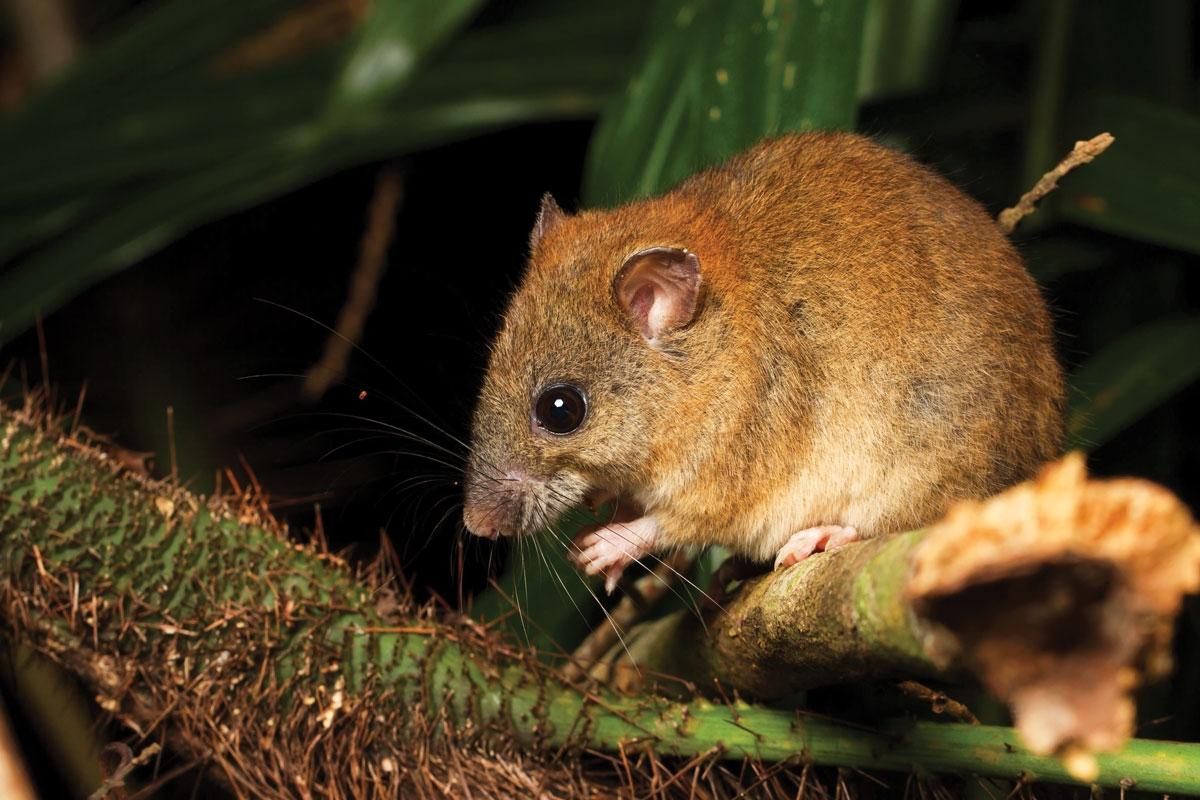 Melomys rubicola