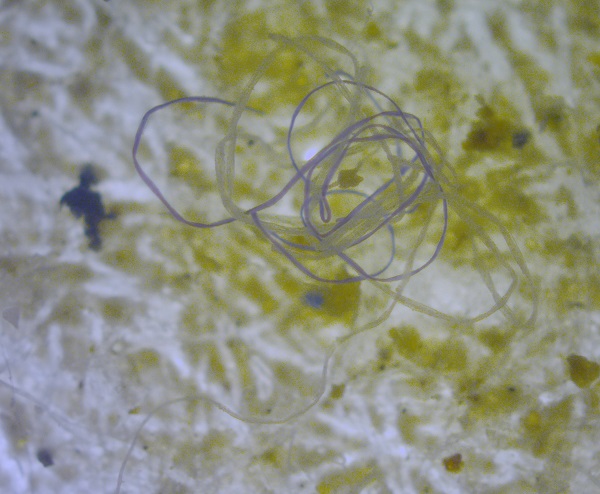 Microplastico medio marino