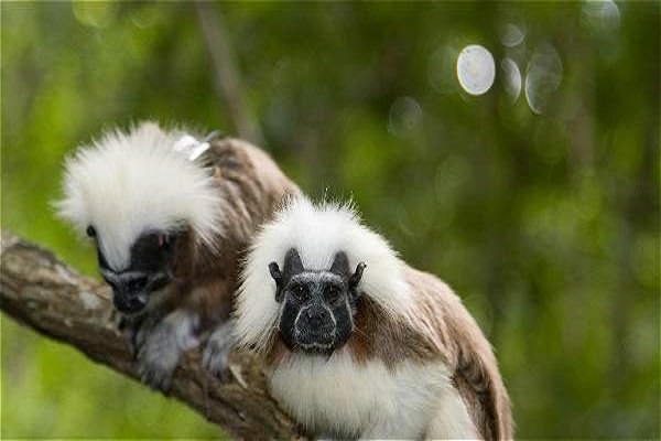 Mono titi cabeciblanco