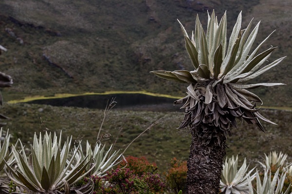 Normativa paramos colombia6