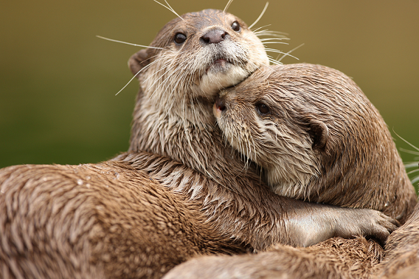 Nutria22
