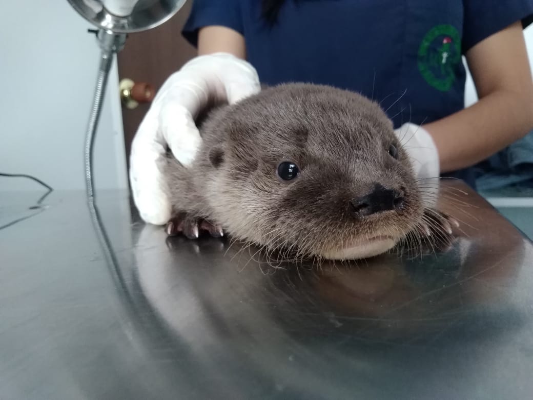 Nutria de río rescatada de incendio forestal 1