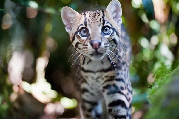 Ocelote