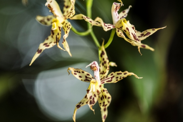 Oncidium gloriosum orquidea 600