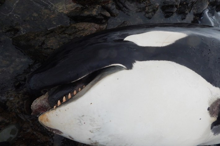 Orca 2