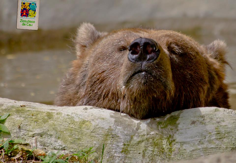Oso Cali