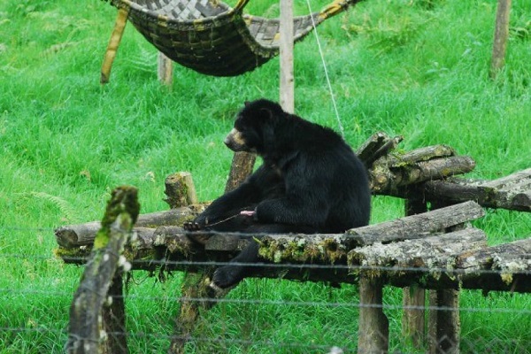 Oso Chucho