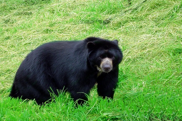 Oso de Anteojos 1