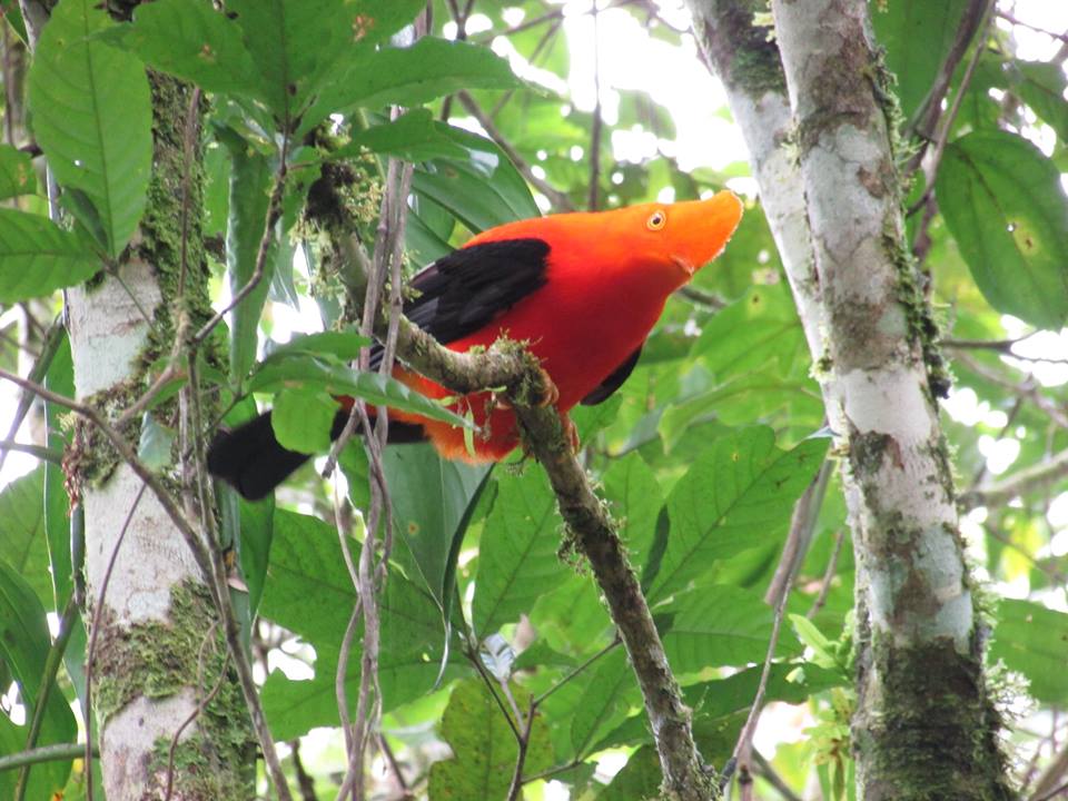 Pajaros macizo colombiano 2