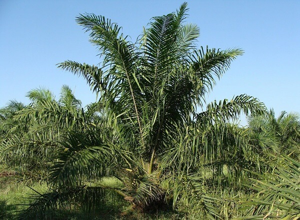 Palma de aceite Colombia 1