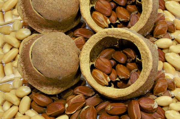 Paradise nut oil 600