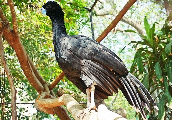 Paujil en el Zoológico de Barranquilla Archivo fotográfico Fundación Botánica y Zoológica de Barranquilla 1