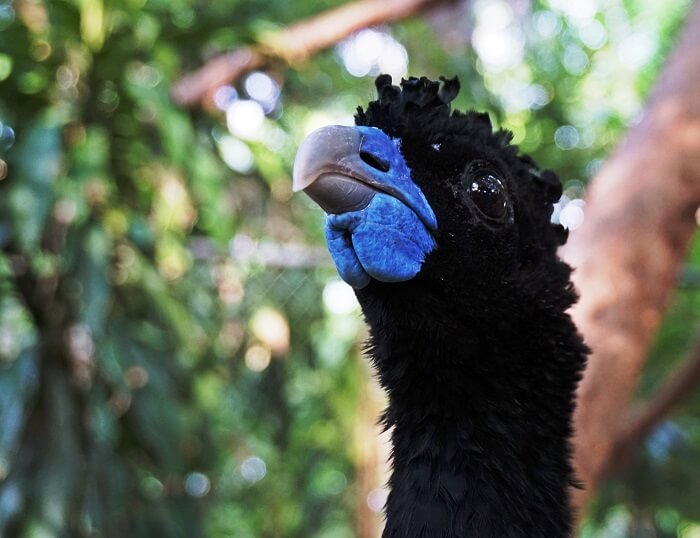 Paujil en el Zoológico de Barranquilla Archivo fotográfico Fundación Botánica y Zoológica de Barranquilla 2