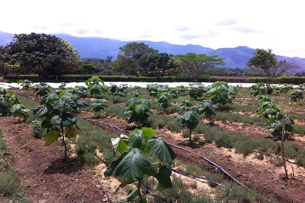 Paulownia tomentosa 600