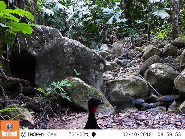 Pava congona en los Montes de María Archivo fotográfico Fundación Botánica y Zoológica de Barranquilla 1