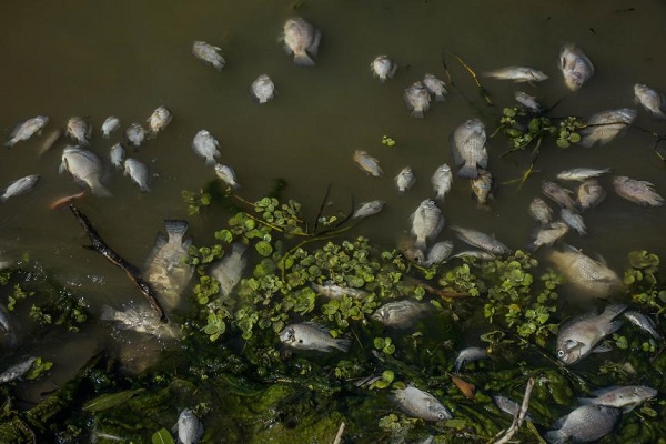 Peces muertos cisne