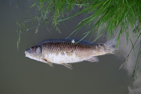 Pescadomuertos600