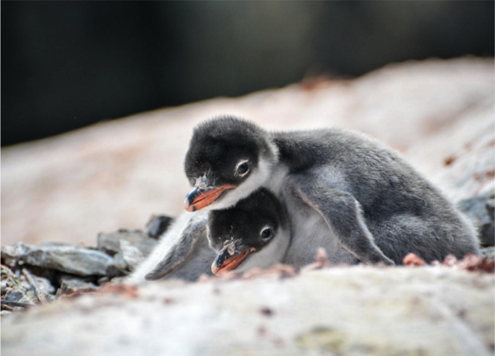 Pinguinos 3