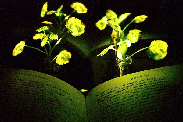 Plantas Lampara