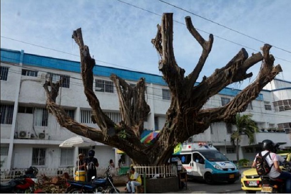 Poda árbol Cartagena