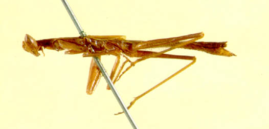 Pseudoyersinia brevipennis 