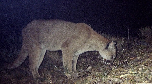 Puma Panthera