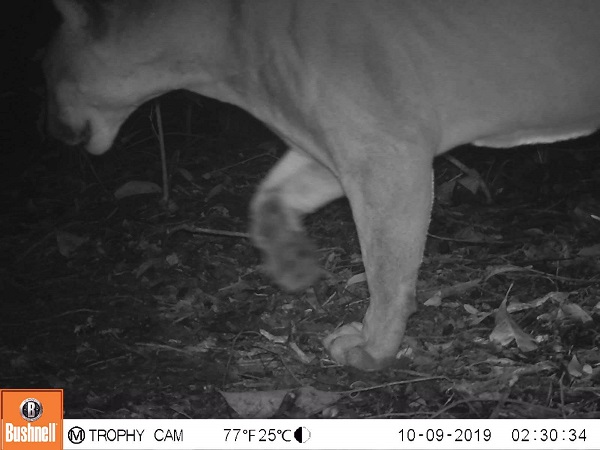 Puma imágenes cámara trampa SFF Los Colorados Archivo fotográfico Fundación Botánica y Zoológica de Barranquilla