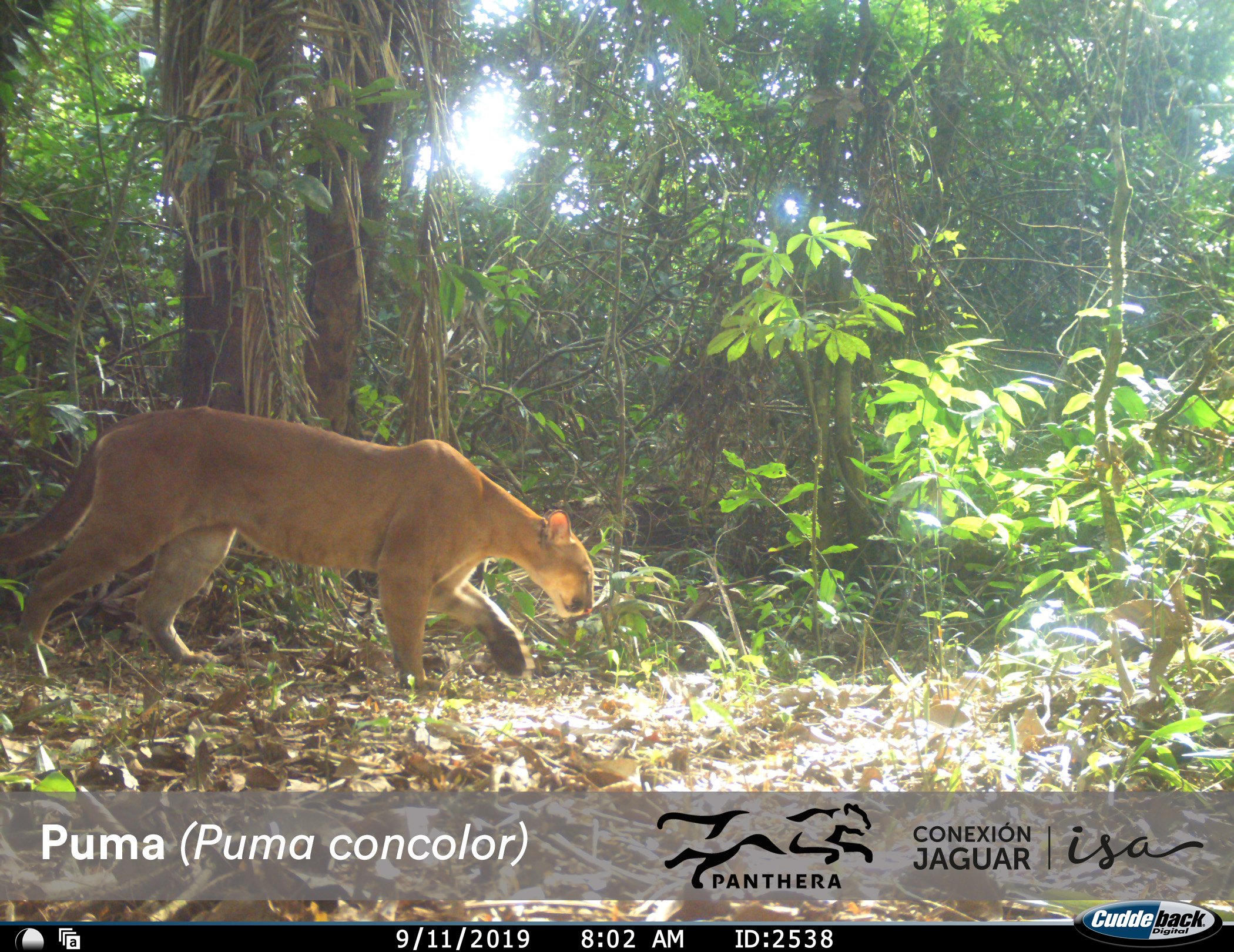 Puma puma concolor